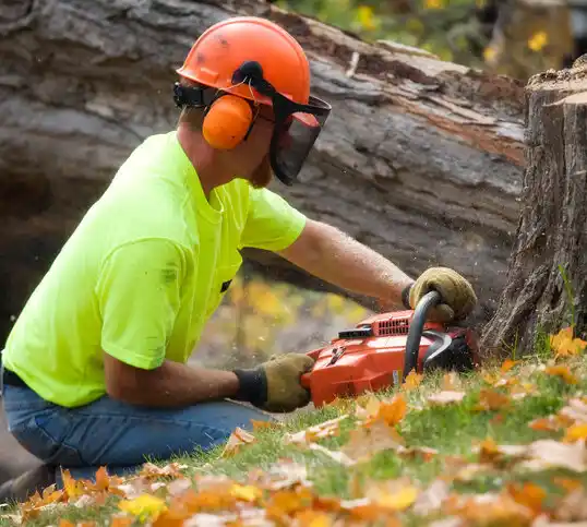 tree services Matinecock